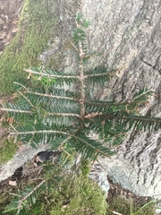 Abies alba