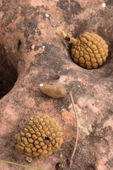 Duguetia furfuracea