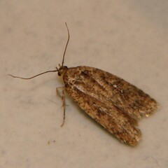 Agonopterix heracliana