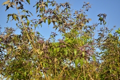 Vitex negundo