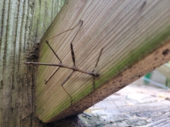 Megaphasma denticrus