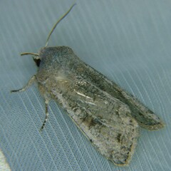 Orthosia incerta