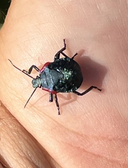 Alcaeorrhynchus grandis