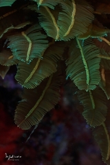 Aglaophenia struthionides