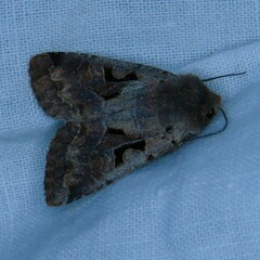 Orthosia gothica