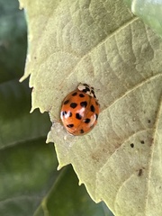 Harmonia axyridis