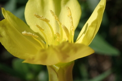 Oenothera villosa