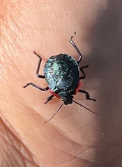 Alcaeorrhynchus grandis