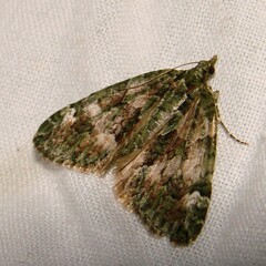 Chloroclysta siterata