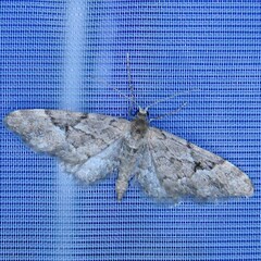 Eupithecia lanceata