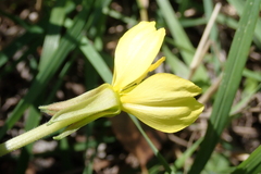 Oenothera villosa