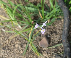 Moraea tripetala
