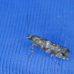 Acrolepiopsis assectella