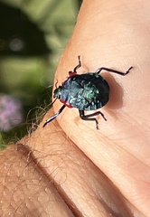 Alcaeorrhynchus grandis