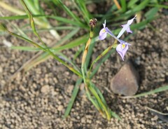 Moraea tripetala