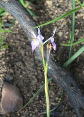 Moraea tripetala