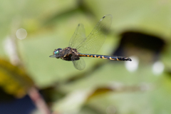 Hemicordulia australiae