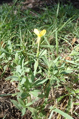 Oenothera villosa