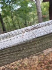 Megaphasma denticrus