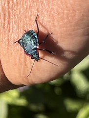 Alcaeorrhynchus grandis