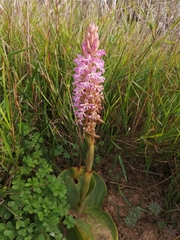 Satyrium erectum