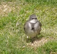 Motacilla capensis capensis