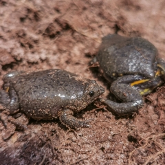 Elachistocleis cesarii