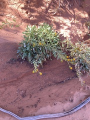 Grindelia squarrosa