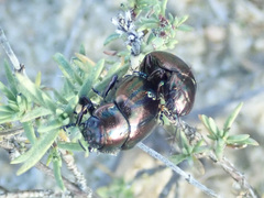 Chrysolina cerealis