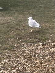 Larus delawarensis