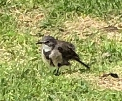 Motacilla capensis capensis