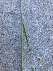 Bouteloua gracilis