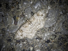 Protoboarmia faustinata