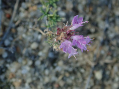 Thymus pallasianus