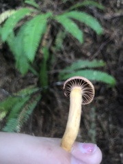 Chroogomphus tomentosus