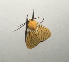 Pseudischnocampa nervosa