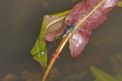 Austroagrion watsoni