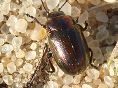 Chrysolina cerealis