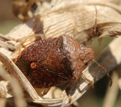 Dryadocoris apicalis