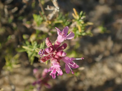 Thymus pallasianus