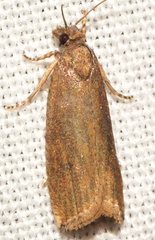 Bactra