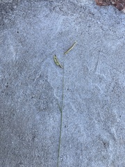 Bouteloua gracilis