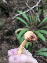 Chroogomphus tomentosus