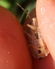 Dryadocoris apicalis