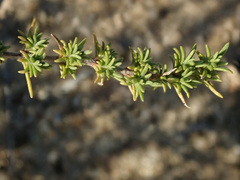 Thymus pallasianus