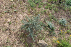 Asparagus capensis