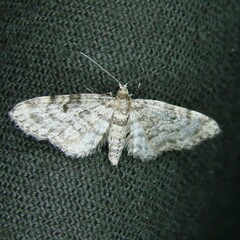 Eupithecia tantillaria