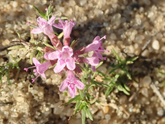 Thymus pallasianus
