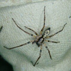 Anyphaena accentuata