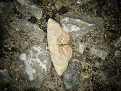 Enispa lutefascialis